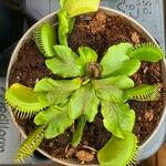 Dionaea muscipula Blad