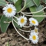 Pachystegia insignis Flower