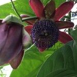 Passiflora alata Fleur