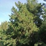 Pinus radiata Outro