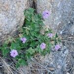 Verbena gooddingii Flower