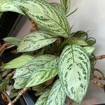 Aglaonema commutatumЛист