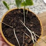 Lophospermum erubescens 樹皮