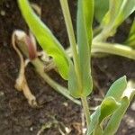 Vaccaria hispanica 葉