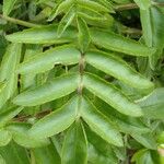 Kalanchoe prolifera Blad