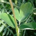 Aquilegia pyrenaica Blatt