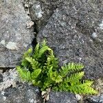 Asplenium marinum Leaf