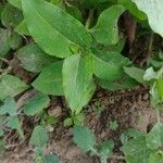 Commelina benghalensis Hostoa