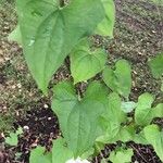 Dioscorea tokoro Leaf