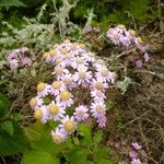 Pericallis steetzii Fleur