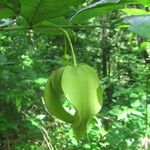Mkilua fragrans Flower