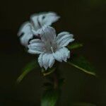 Buchozia japonica Flower