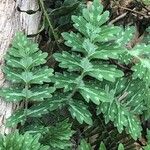 Hydrophyllum virginianum Hoja