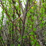 Berberis angulosa Costuma