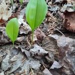 Maianthemum canadense Hoja