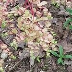 Euphorbia stricta برگ