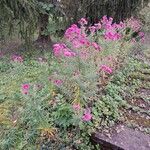 Symphyotrichum novae-angliae Habitus