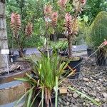 Watsonia borbonica പുഷ്പം