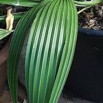 Trachycarpus fortunei Leaf