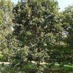 Quercus macrocarpa Pokrój