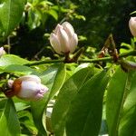 Magnolia doltsopa