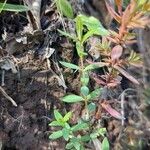 Hypericum hypericoides Leaf