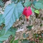 Abutilon megapotamicum 花