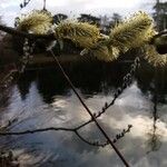 Salix aegyptiaca Flor