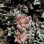 Eriogonum ovalifolium Hábito