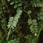 Asplenium barteri Hoja