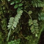 Asplenium barteri Folha