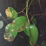 Akebia trifoliata List