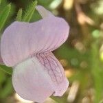 Misopates calycinum Virág
