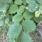 Corylus cornuta Leaf