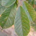 Handroanthus ochraceus Leaf