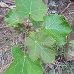 Jatropha curcas Blatt