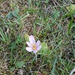 Colchicum alpinumफूल