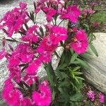 Dianthus barbatusFlor