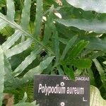 Phlebodium aureum List