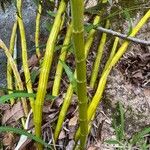 Dendrobium chrysotoxum 整株植物