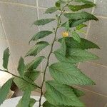 Malachra alceifolia Агульны выгляд