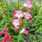 Penstemon hartwegii Blomma