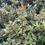 Ilex aquifoliumBlad