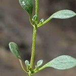 Chaenorhinum origanifolium Blad