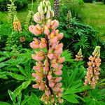 Lupinus polyphyllus 花