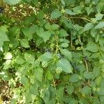 Lantana viburnoides Blad