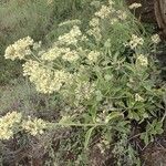 Kalanchoe densiflora Hábito