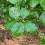 Quercus agrifolia Hoja