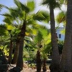 Washingtonia robusta Blad