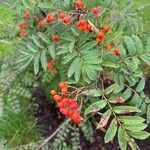 Sorbus aucupariaVrucht